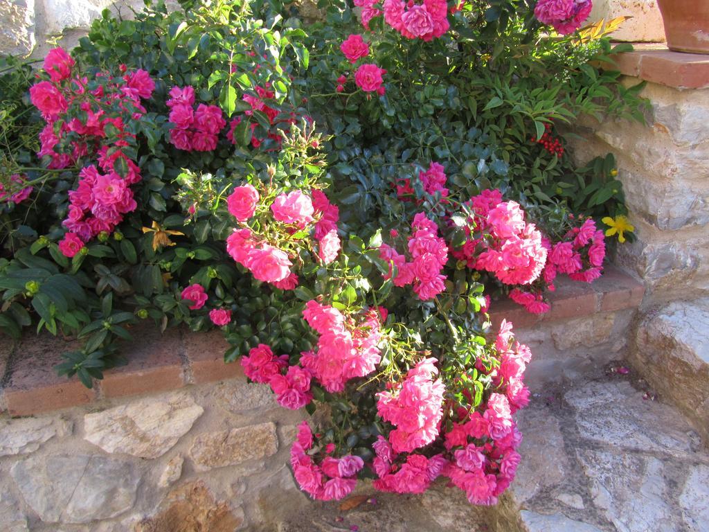 Agriturismo Borghetto Il Montino Rapolano Terme Ngoại thất bức ảnh